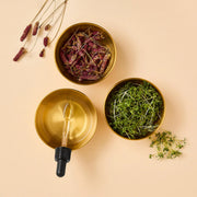 PHYRIS SOMI BLOSSOM