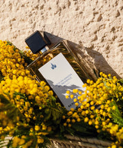Sous Un Mimosa De Provence | La Méditerranée