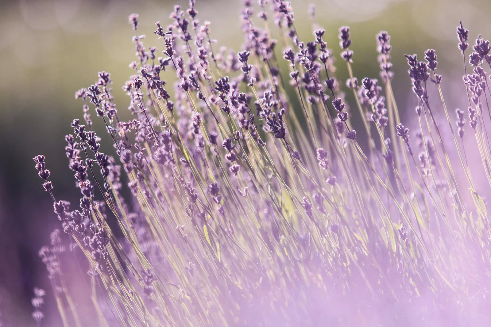 Lavanda en primer plano con flores moradas sobre fondo desenfocado verde y púrpura, luz suave que resalta su aspecto delicado y sensación calmante que inspira el aroma de las notas de un perfume.