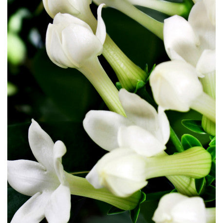 FOR YOU Eau de Parfum - 100 ml 