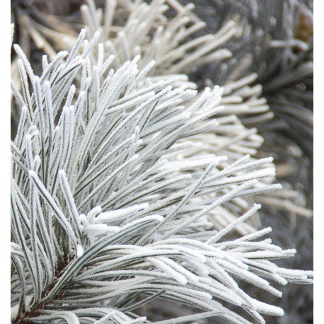 NICOLÁS WHITE Eau de Parfum - 100 ml 