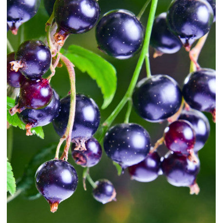 ADRIANA  Eau de Parfum 15ml. - Centro de Estética Itziar y Mariángeles