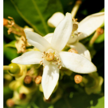 Nicolás for Her Eau de Parfum 15 ml. 