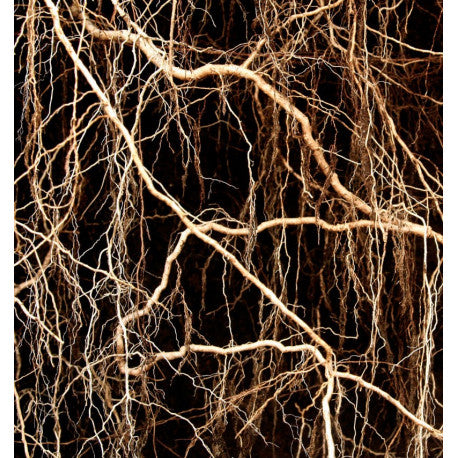 Nicolás for Her Eau de Parfum 15 ml. 