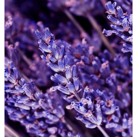 Instint Eau de Parfum 15ml. 