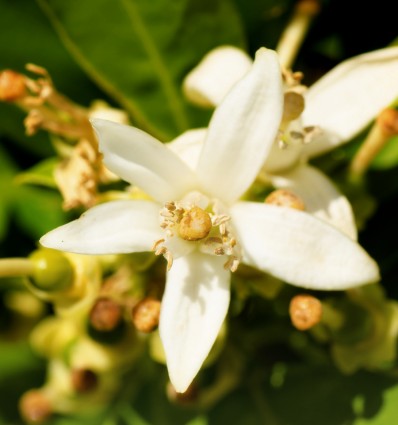 Instinct Eau de Parfum 15ml. 