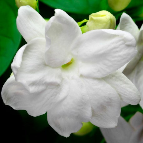 MÍA Eau de Parfum - 100 ml 