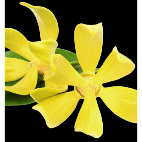 SORT - Eau de Parfum 100 ml. 