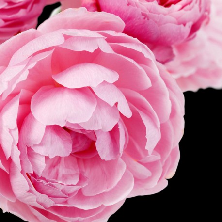 PRIME - Eau de Parfum 100 ml. 