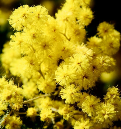 CANDY Eau de Parfum - 100 ml 