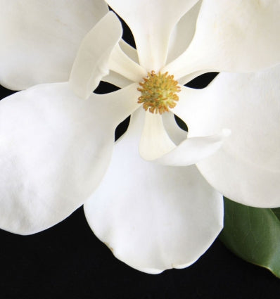 Candy Eau de Parfum 100ml. - Centro de Estética Itziar y Mariángeles