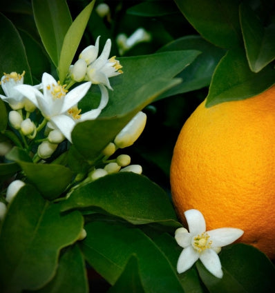 Berlue Eau de Parfum 100ml. - Centro de Estética Itziar y Mariángeles