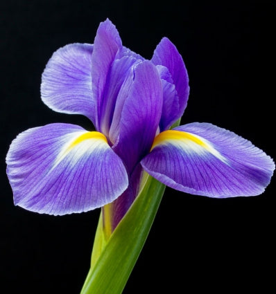 CELEBRITY WOMAN Eau de Parfum - 100 ml 