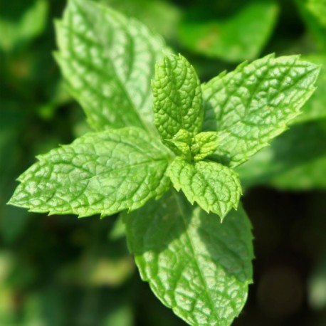 Wow Scent! Eau de Parfum 100ml. - Centro de estética Itziar y Mariángeles