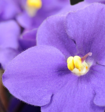 HARPINA Eau de Parfum - 100 ml 