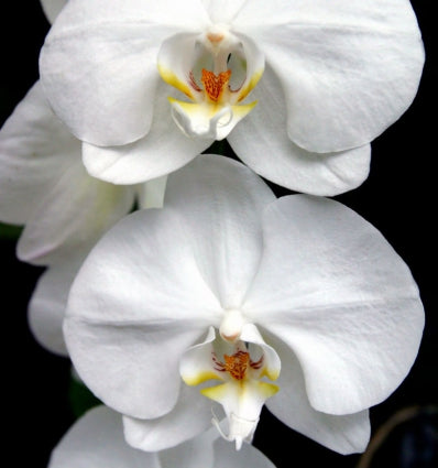 Harpina Eau de Parfum 100ml. - Centro de Estética Itziar y Mariángeles