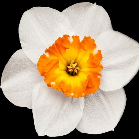 Houston Eau de Parfum 100ml. 