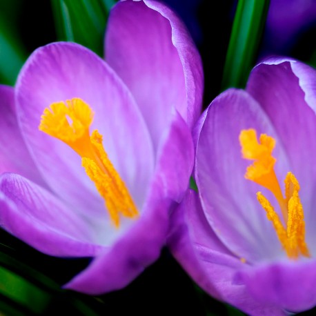 Boreal Eau de Parfum - Centro de Estética Itziar y Mariángeles