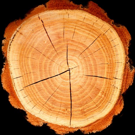 BOREAL Eau de Parfum - 100 ml 