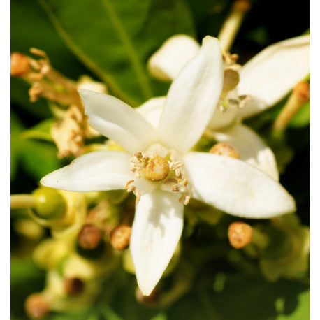 NICOLÁS FÜR SIE Eau de Parfum - 100 ml 