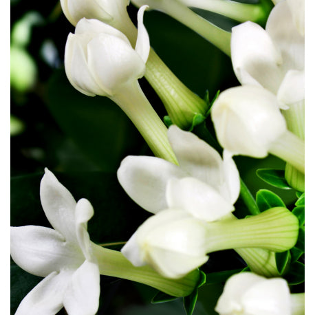 Nicolás For Her Eau de Parfum 100 ml. - Centro de Estética Itziar y Mariángeles