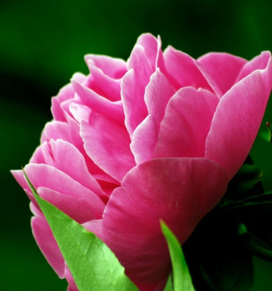 SEDUCTION - Eau De Parfum 100 ml. 