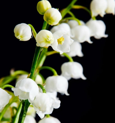 SEDUCTION - Eau De Parfum 100 ml. 