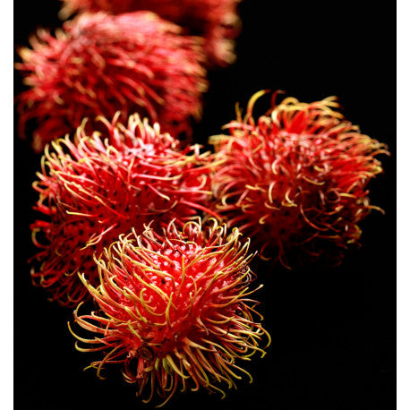 SOPHISTICATE - Eau de Parfum 100ml. 