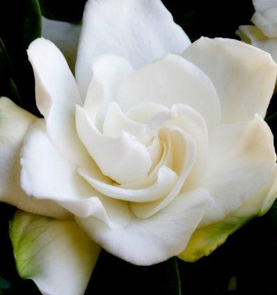 POWER WOMAN - Eau de Parfum 100ml. 