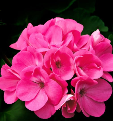 Root Eau de Parfum 100ml. - Centro de Estética Itziar y Mariángeles