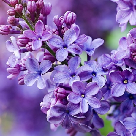 SILK ELIXIR Eau de Parfum - 100 ml 