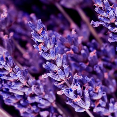 OUD GEM Eau de Parfum 100ml. - Centro de Estética Itziar y Mariángeles