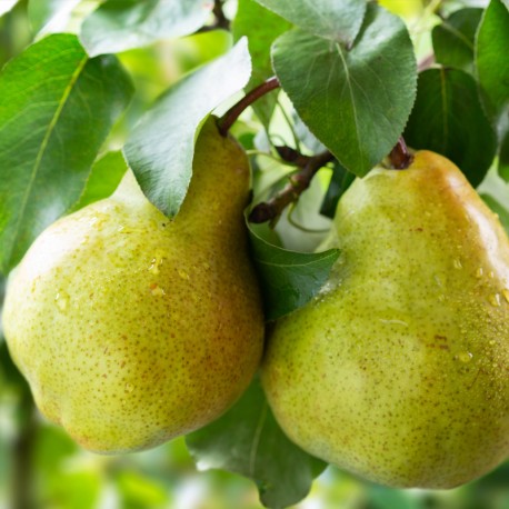 AMIRA Eau de Parfum - 15 ml 