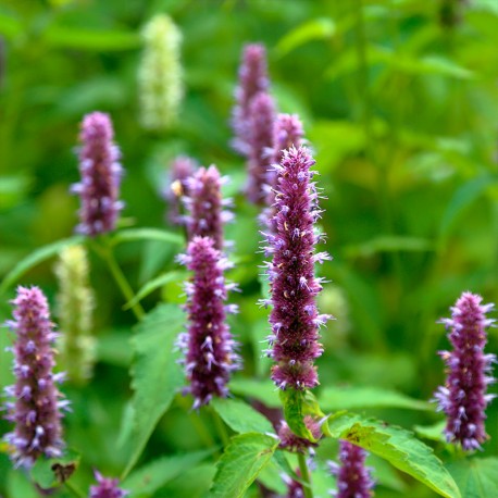 OUD GEM Eau de Parfum 100ml. - Centro de Estética Itziar y Mariángeles