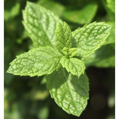 Mint Ocean Eau de Parfum 50ml. 