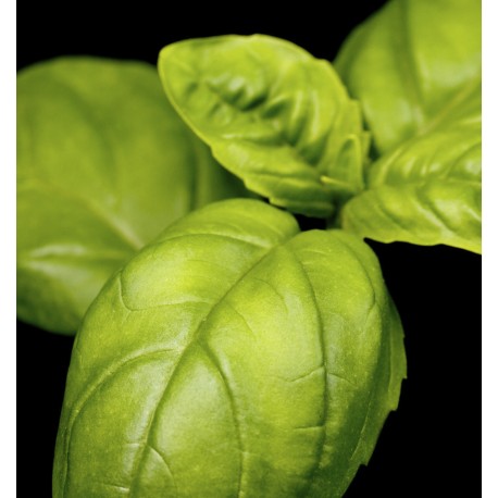 Mint Ocean Eau de Parfum 50ml. 