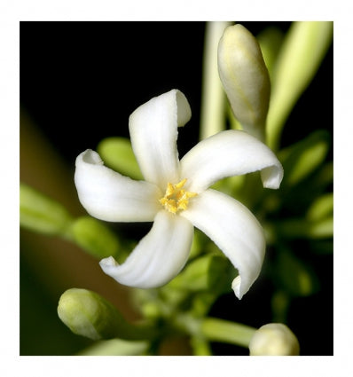 GIANNA Eau de Parfum - 100 ml 