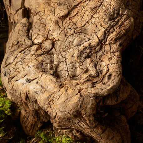 NYA Eau de Parfum - 50 ml 