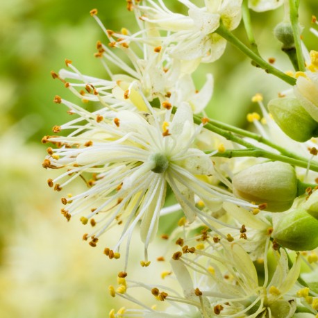 TAYDA Eau de Parfum - 50 ml 