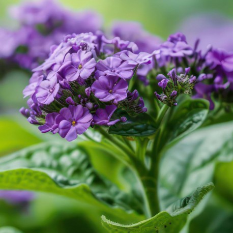 TAYDA Eau de Parfum - 50 ml 