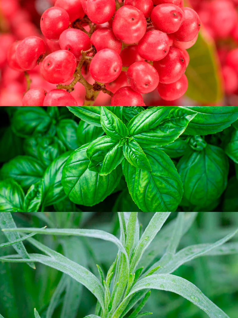 Essenza Eau de Parfum - 100 ml 